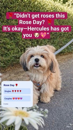 🌹💜#youtubeshorts #youtube #ytshorts #trending #viral #fyp #valentinesday #shorts #short #youtube #yt