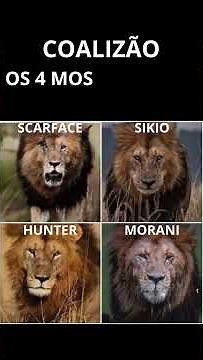 SCARFACE: The Unbeatable Lion Who Defied Destiny | Maasai Mara... #wildlife #savannah #africa