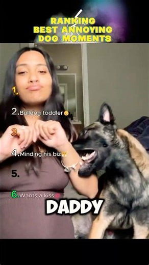 Ranking Best Annoying Dog Moments
