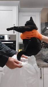 Cleaning tips you didn't know...😤🤣 . . . . . . . . . . . . . . . . #kittytheduchess #funnyvideos #funnycats #cats #catsofinstagram #memes #catmemes #funnyreels #cleaning #blackcats #memes #catmemes #joke #comedy #crazycat #tips #funnycatvideos #dailymemes #memehub #lol | Kitty.TheDuchess