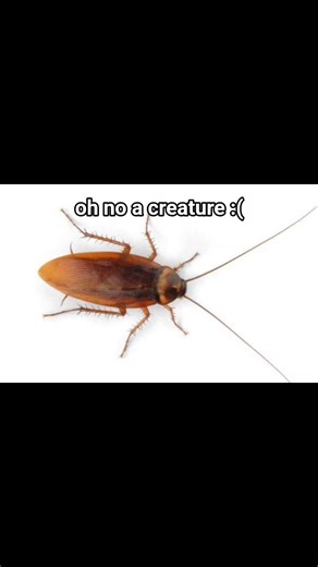 bros searching for something 💀 #cockroach #meme #edit