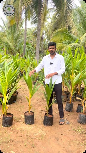 Anbu farms🌴🥥 on Instagram: "Malayan Dwarf Coconut Variety The Malayan Dwarf, also commonly referred to as the Malaysian Dwarf, is a popular dwarf coconut variety known for its early yield and compact growth. It comes in three distinct color variations: green, orange (often called ‘Malaysian orange Dwarf’), and yellow. These color differences also reflect slight variations in growth habits and nut characteristics. Being a true dwarf variety, the Malayan Dwarf grows to a shorter height compared 