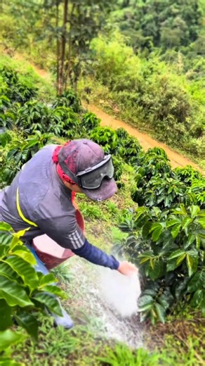 144K views · 2.1K reactions | Mengatasi tanah asam dan basa agar tanah menjadi netral tabur dolomit #Coffeefarming | Coffee Farming | Facebook