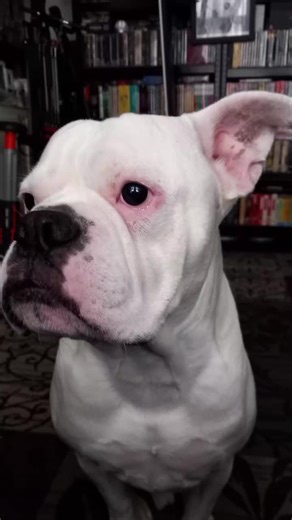 Simon Ashley (@simonashley22)’s videos with Throttle Therapy - Duane Brindley