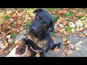 Dog Holds My Hand and Asks Me to Help Him Find a Home | Howl Of A Dog