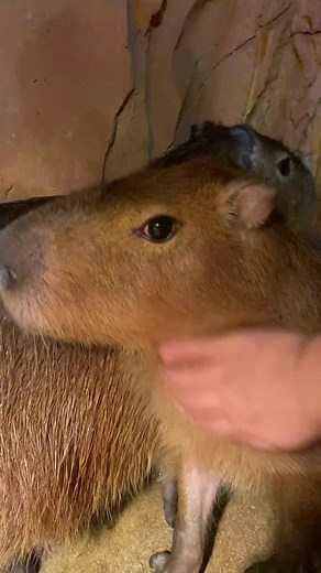 Capybara #capybarak #capybaras #capybaratiktok #capybara