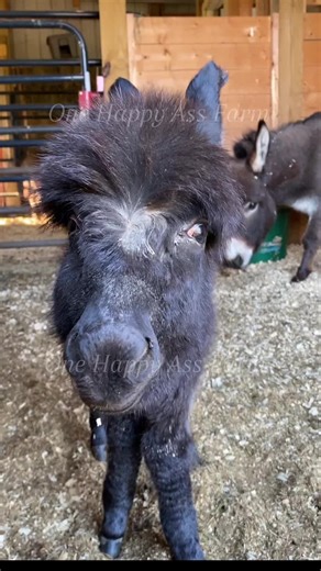Funny Happy Birthday Wishes for a Baby Donkey