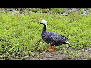 日本で３例目 八雲町でミカドガンを撮影 ６月の学会誌に掲載