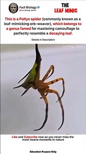 This Incredible Spider Is Considered a Master of Camouflage! 🕷️ #spider