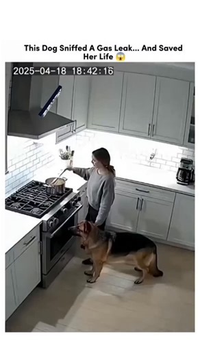 Broken on Instagram: "This post shares a 10-second video of dachshunds in vibrant bandanas energetically playing volleyball across a net on a field, surrounded by a cheering crowd of humans, evoking a whimsical "Dog Olympics" vibe. , a daily pet content aggregator that disclaims ownership, the clip has garnered 425,000+ views, 500+ likes, and 80+ reposts within 24 hours, fueled by its adorable chaos and shareable humor. While visually polished, the video aligns with 2025's surge in animal sports