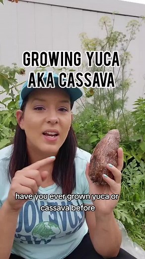 How to Grow Yuca aka Cassava roots. I like to plant them in April and May, just before our rainy season starts here in Florida. We don't water or fertilize them. They produce pounds and pounds of edible roots in 9-12 months. It is propagated by cuttings, not by the roots. This is an awesome survival crop choice since its dependable and produces even in harsh/hot/dry conditions. #yuca #cassava #southerngarden #urbanfarm #homestead #homegrown #sustainableliving #garden #gardeningtips #vegetablegar