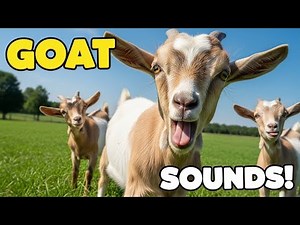 🐐 Goat Sounds for Kids | Real Goat Noises and Funny Goat Bleats