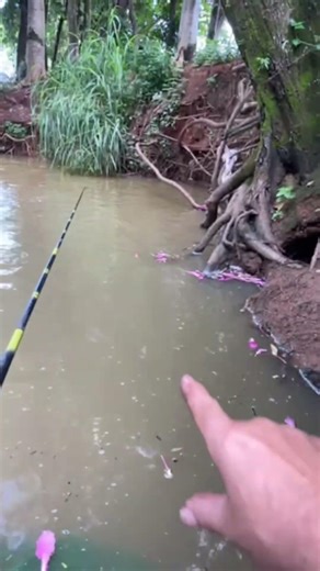 Aqui vc conta até 3 e pega 🐟