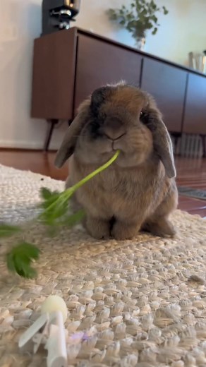 Fluffy Bunny Moments: Cute TikTok Highlights