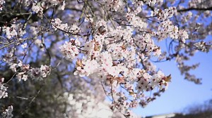Premium stock video - Cherry tree flowers blow on branches in the spring breeze