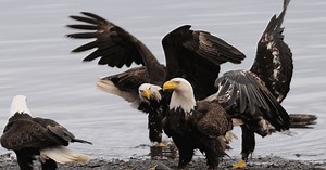 What is a Group of Eagles Called? and Other Amazing Eagle Facts!