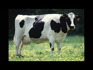 I am Cow song [+Lyrics!]