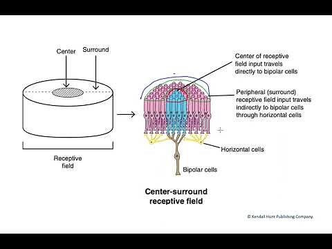 Center surround receptive fields