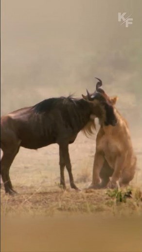 Lioness Shows Amazing Hunting Skills And Takes Control