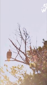 Bald eagles almost disappeared due to hunting, habitat loss, and DDT. A coordinated effort and the banning of DDT saved them. Now, they're thriving across the US. A true conservation success! #BaldEagles #Conservation #Wildlife #EndangeredSpecies #USWildlife | Real Wild