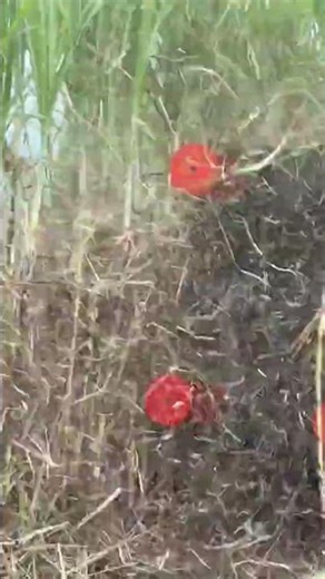 🌱 Futuristic Farm Gadgets You Didn’t Know Exist! #farmgadgets #technology #AI