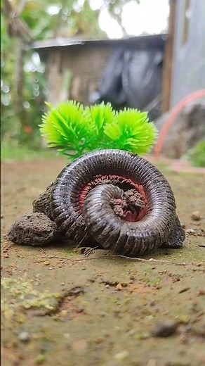 I really didn't expect it😱 I put the tree next to the rock and then a centipede approached it #short