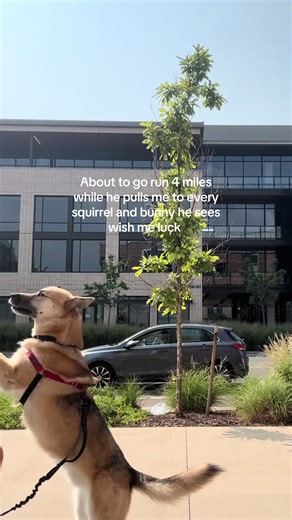 Dog Running Adventures: Training for Half Marathons