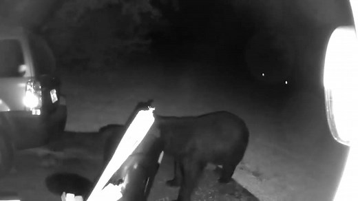 19K views · 65 reactions | Check out this video captured by a Blink camera at night. What will your Blink camera capture? Watch your home, view wildlife and more with Blink. https://www.amazon.com/stores/page/C5DECBBE-4F56-4C36-B933-E62144578691?channel=orgsocialmini | Blink | Facebook