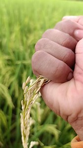 51 reactions · 20 shares | Butil Ng hybrid rice variety MGa kafarmes  #farming #farminglife #farmlife #farmhouse #farmers #farm #magsasakalife #MAGSASAKA #hybrid #trendingreels #friendsfollowersviewerseveryone #Godblesseveryone #maramingsalamatposainyonglahat #salamat #keepsafeevery0ne #family #SALAMATSASUPORTA #farmersmarketsareessential #ricefieldview | Glen M Ibanez | Facebook