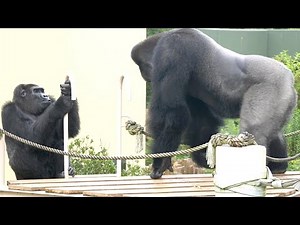 Female Gorilla Avoiding Mating With Silverback | The Shabani Family