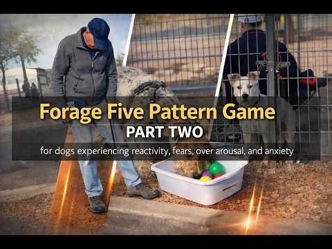 Forage Five Pattern Game for Reactive Dogs, Real-World Training at the Dog Park