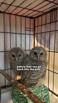 Three Fluffy Owlets Grow Big And Strong And Return To The Wild | The Dodo