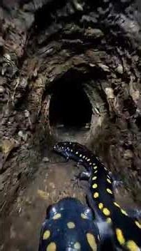 I Mounted a Camera on a Mole Salamander... Into Its Secret Underground Colony!