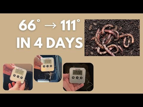 Part 2 Precompost Temperature Check (24 Hours vs 4 Days) | Worm Composting #vermicomposting