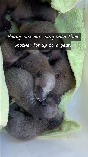 5 Amazing Baby Raccoon Facts You Didn’t Know!