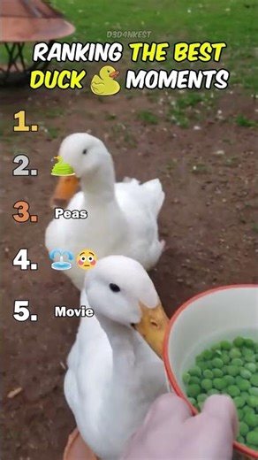 Ranking Best Duck Moments