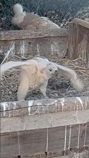 Look What Happens Here 👀 Baby Vulture Flaps!