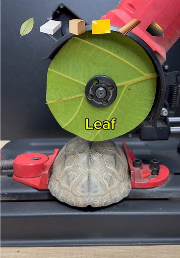 Understanding Turtles: The Shell and Its Absence