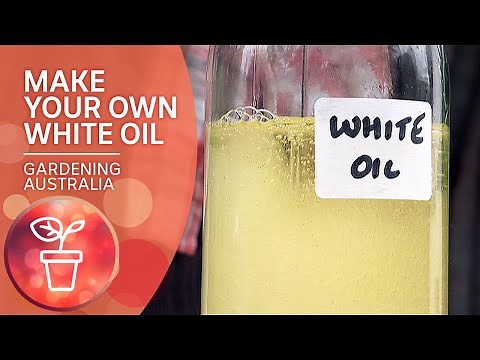 DIY White Oil | Gardening hacks | Gardening Australia