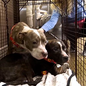 352K views · 10K reactions | Homeless Pit Bull brothers got a second chance in life! ❤️ Credit: Hope For Paws | HopeForPaws.org | Viral Stories | Facebook