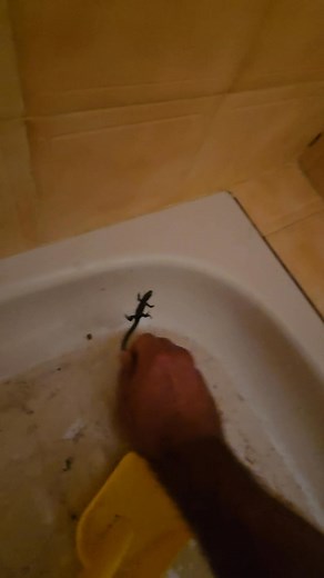 Zolcsi Attenborough from Corfu :) micsoda szerencsés kis gyík h kiöntöttem a felmosó vizet :) | Zee Tsee