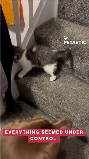Playful Kitten Takes a Tumble During Dog Playtime