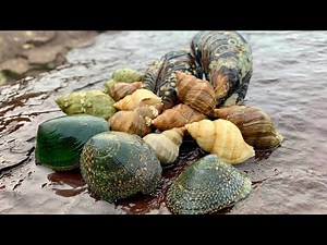 FORAGE and COOK SEAFOOD MINI FEAST - Finding FREE FOOD At The Beach