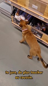 78K views · 3.6K reactions | A la recherche de l'anti mordillement | Kiralemalinois | Facebook