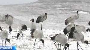 Eis an Füßen: Kraniche sitzen nach Kälteeinbruch fest