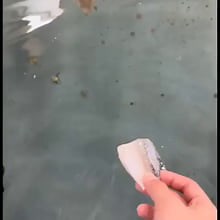 Feeding Cuttlefish - Video
