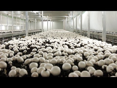 Awesome Modern Mushroom Cultivation Technology, Harvesting and Packaging Mushrooms with Machine