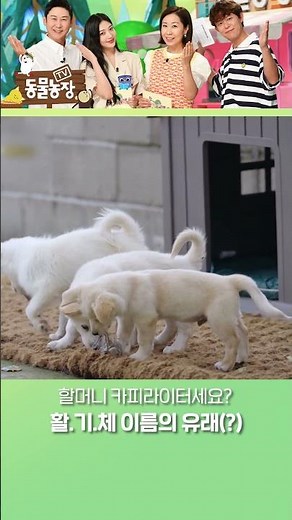 이름 짓는 게 제일 쉬워요 #TV동물농장