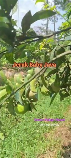 Jeruk Baby Java - Kecil Pohonnya Lebat Buahnya