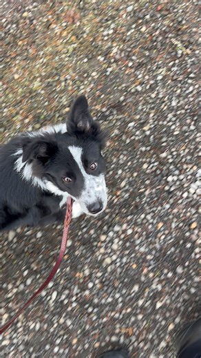 Loose leash walking is one of those skills that benefits pretty much every dog & handler team Working dogs, therapy dogs, pet dogs - all of ‘em. That nice “J” in the leash, moving at the same pace, your dog learning how to yield to your movements & pace? It’s worth its weight in gold. But here’s the reality: it takes time, reps, and practice from both of you. This isn’t just training your dog—it’s training together WITH your dog. Filbert the Service Dog in Training is often thinking hardest when